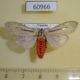 60966p Arctiidae Creatonotos leucanioides Uganda $18