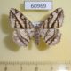 60969p Geometridae sp. Uganda $8