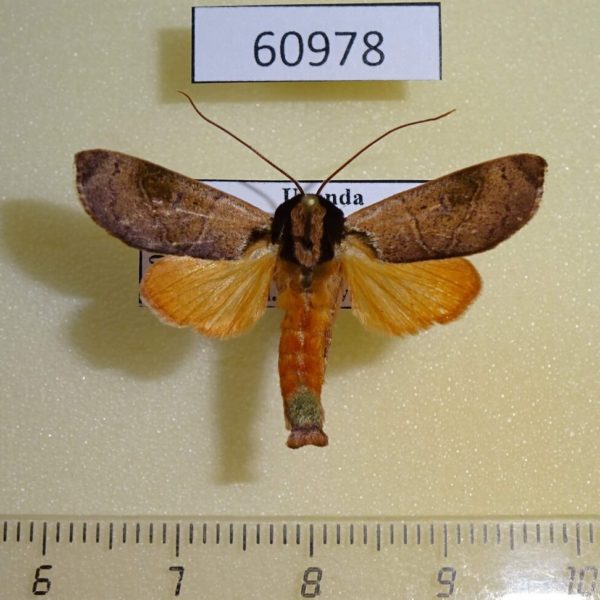 Noctuidae Aiteta schaeferi Uganda