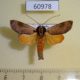 60978p Noctuidae Aiteta schaeferi Uganda $10