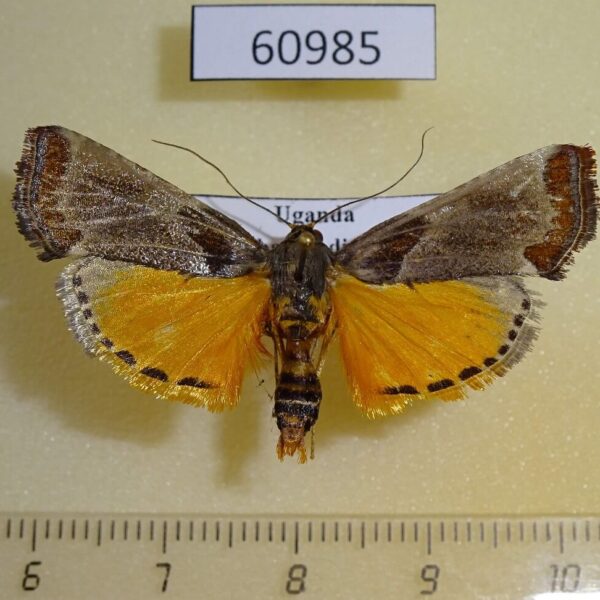 Pyralidae Pithyllis sp. Uganda