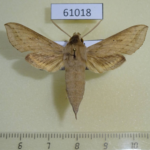 Sphingidae Hippotion roseipennis Uganda