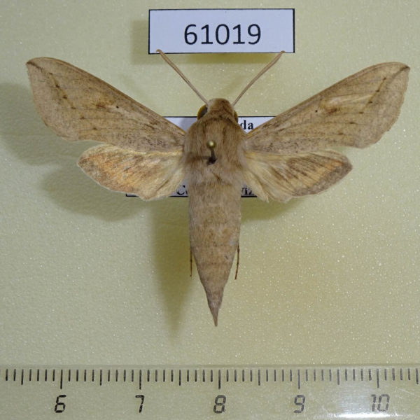 Sphingidae Hippotion roseipennis Uganda