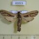 61023p Cossidae Strigocossus ochricosta Uganda $20