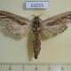 61025p Cossidae Strigocossus ochricosta Uganda $20