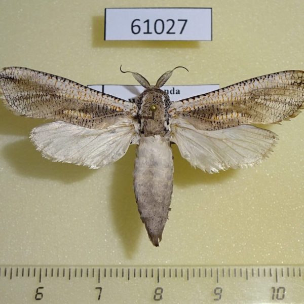 Cossidae Azygophleps inclusa Uganda