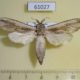 61027p Cossidae Azygophleps inclusa Uganda $18