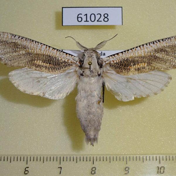 Cossidae Azygophleps inclusa Uganda