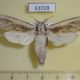 61028p Cossidae Azygophleps inclusa Uganda $18