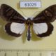 61029p Noctuidae Agoma trimenii f Uganda $15