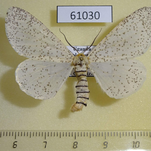 Geometridae Rhodophthitus sp. Uganda