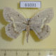 61031p Geometridae Melinoessa sp. restrictiflava Uganda $6