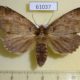 61037p Notodontiidae Alenophalera sp. f Uganda $8