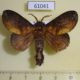 61041p Lasiocampidae Mallocampa audea Uganda $12