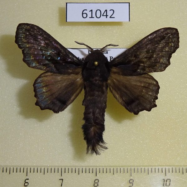 Lasiocampidae Odontogama nigricans Uganda