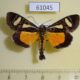 61045p Noctuidae Agoma trimenii Uganda $17
