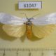 61047p Arctiidae Paraona interjecta f Uganda $10