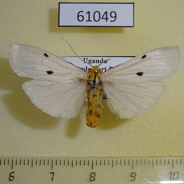Arctiidae Arctiananna sp. Uganda