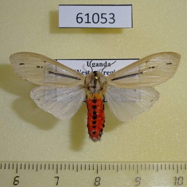 Arctiidae Creatonotos leucanioides Uganda
