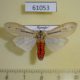 61053p Arctiidae Creatonotos leucanioides Uganda $17