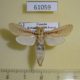 61059p Cossidae Azygophleps boisduvalii Uganda $20
