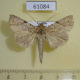 61084p Noctuidae Meliaba insignis Uganda $8