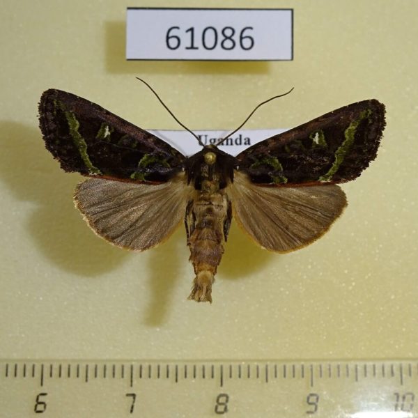 Noctuidae Tracheplexia lucia Uganda