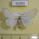 61092p Lymantridae sp. f Uganda $7