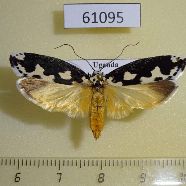 Depressariidae Ethmia melanocrates Uganda