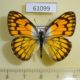 61099p Pieridae Colotis aurigineus Uganda $9