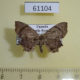 61104p Uraniidae Epiplema sp. Uganda $5