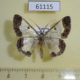 61115p Geometridae Zamarada sp. eucharis Uganda $8