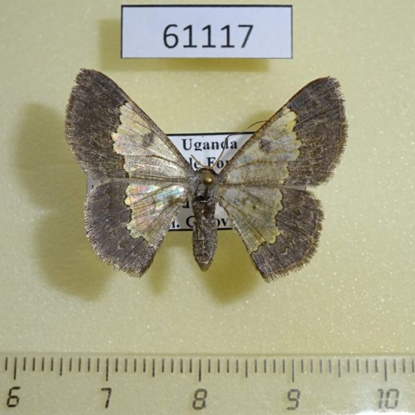 Geometridae Zamarada pelobasis Uganda