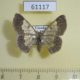 61117p Geometridae Zamarada pelobasis Uganda $7