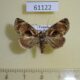 61122p Noctuidae Petrinia lignosa Uganda $10