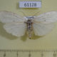 61128p Arctiidae sp. f Uganda $9