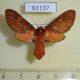 61137p Arctiidae Mecistorhabdia haematoessa f Uganda $18