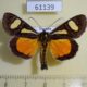 61139p Noctuidae Agoma trimenii Uganda $15