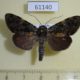 61140p Noctuidae Eudrapa mollis Uganda $10