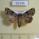 61146p Noctuidae Callopistria subroseata Uganda $10