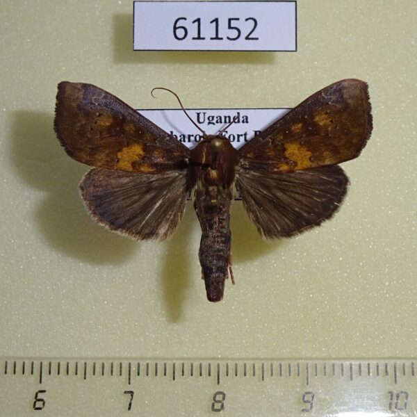 Noctuidae Anomis sp. Uganda