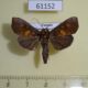 61152p Noctuidae Anomis sp. Uganda $6