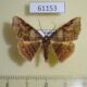 61153p Geometridae Metallospora catori Uganda $5