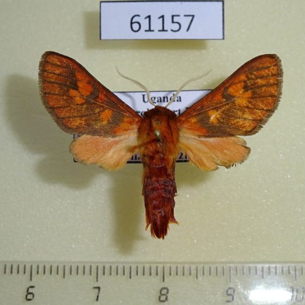 Arctiidae Mecistorhabdia haematoessa Uganda
