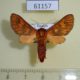 61157p Arctiidae Mecistorhabdia haematoessa Uganda $9