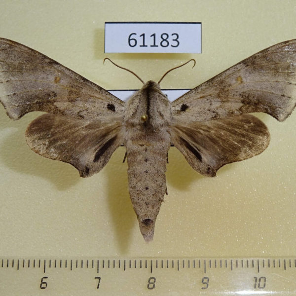 Sphingidae Neopolyptychus pygarga Uganda
