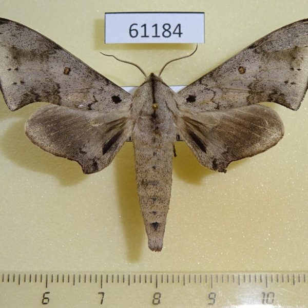 Sphingidae Neopolyptychus pygarga Uganda