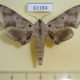 61184p Sphingidae Neopolyptychus pygarga Uganda $25