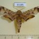 61185p Sphingidae Polyptychus hamatus Uganda $40