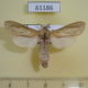 61186p Cossidae Phragmataecia pelostema Uganda $15